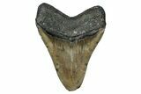 Serrated, Fossil Megalodon Tooth - North Carolina #340851-1